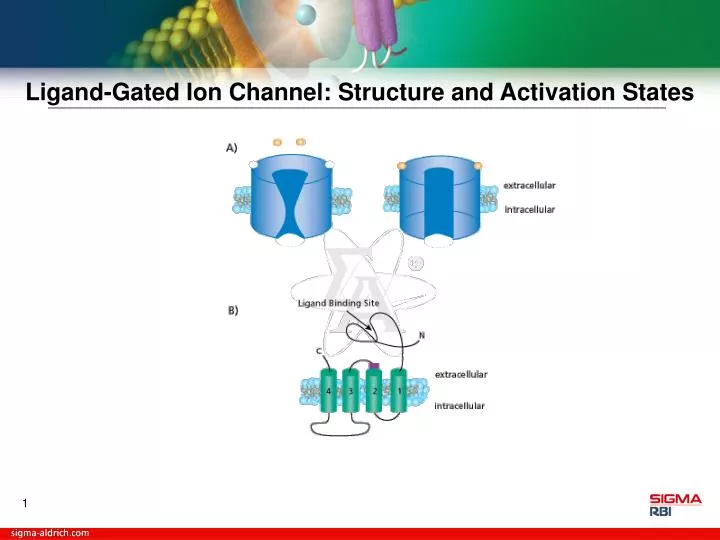 ligand gated ion channel structure and activation states