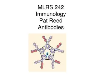 MLRS 242 Immunology Pat Reed Antibodies