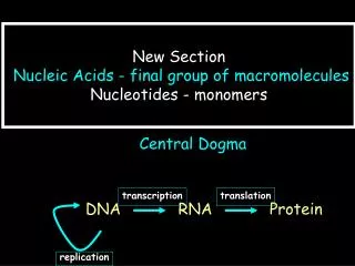 New Section Nucleic Acids - final group of macromolecules Nucleotides - monomers