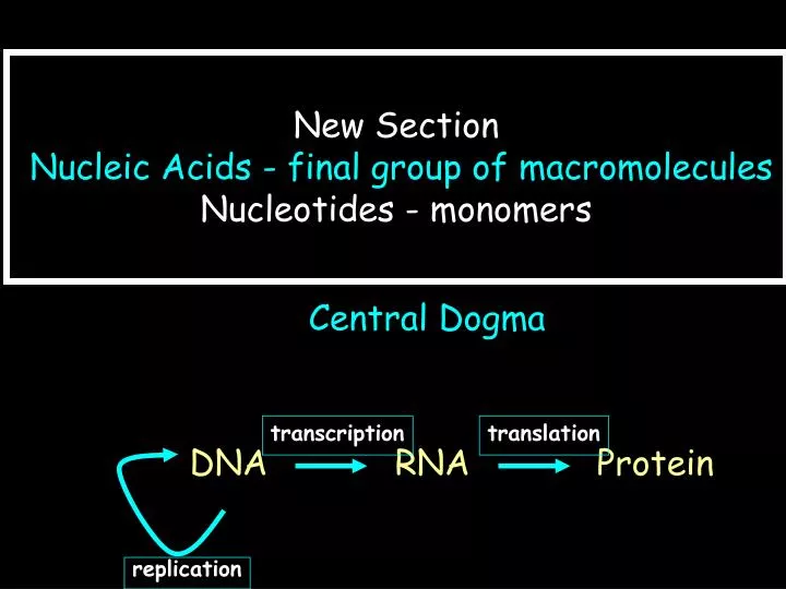 new section nucleic acids final group of macromolecules nucleotides monomers