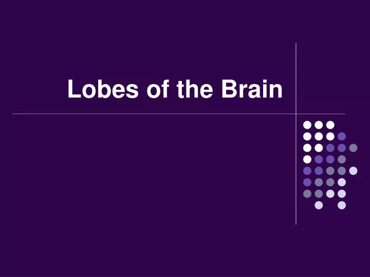 lobes of the brain
