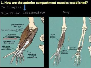 1. How are the anterior compartment muscles established?