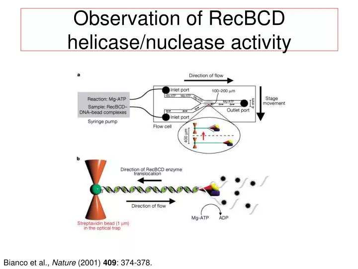 observation of recbcd helicase nuclease activity