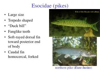 Esocidae (pikes)