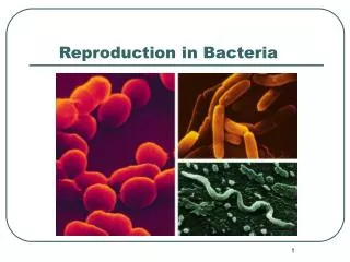 Reproduction in Bacteria