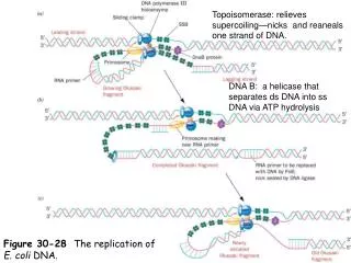 Figure 30-28	 The replication of E. coli DNA.