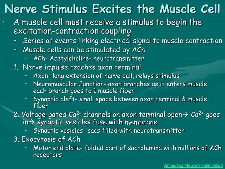 nerve stimulus excites the muscle cell