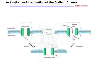 Activation and Inactivation of the Sodium Channel