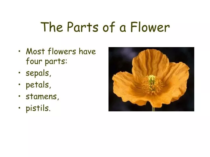 A Flower Powerpoint Presentation