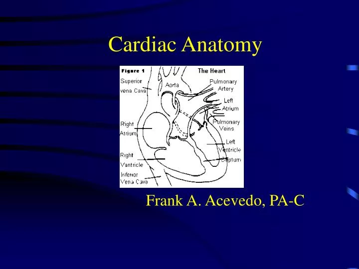 cardiac anatomy