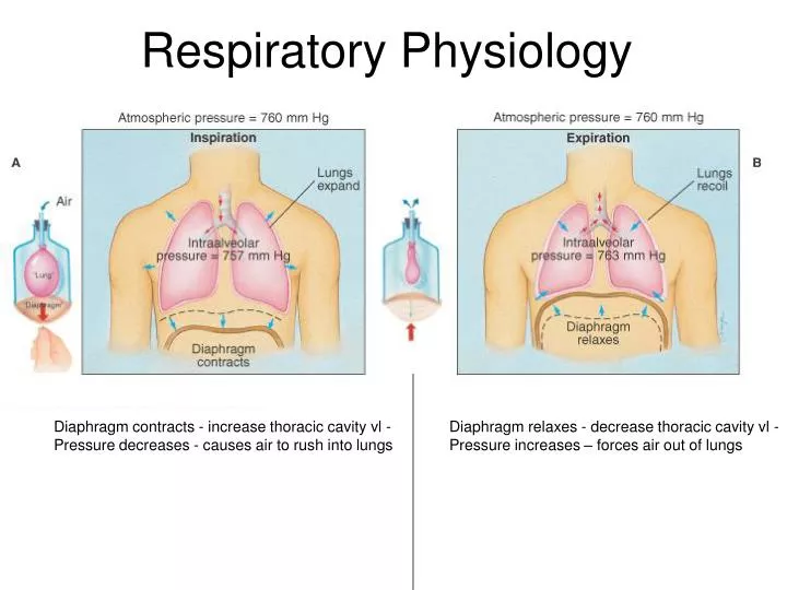 respiratory physiology