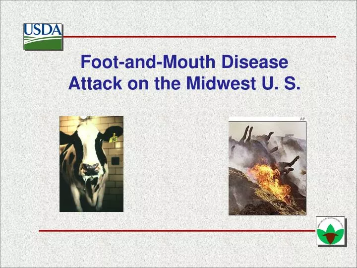 foot and mouth disease attack on the midwest u s