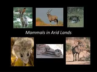 Mammals in Arid Lands