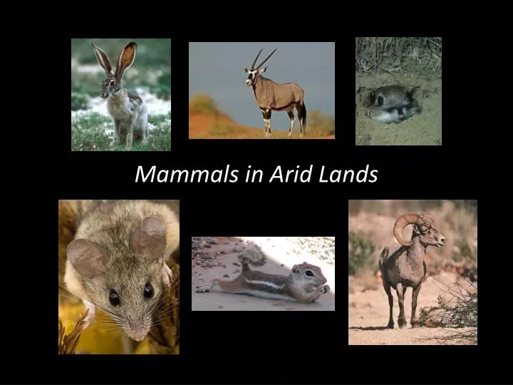 mammals in arid lands