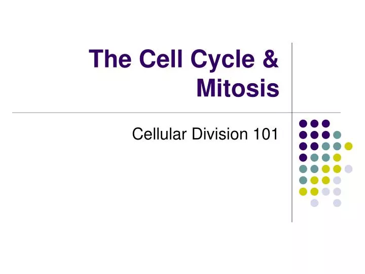 the cell cycle mitosis