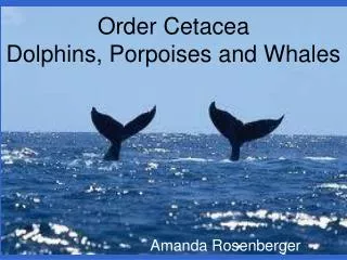 Order Cetacea Dolphins, Porpoises and Whales