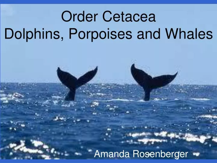 order cetacea dolphins porpoises and whales