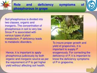 Role and deficiency symptoms of phosphorous in grape