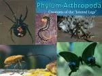 Phylum Arthropoda - slide 1