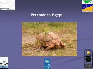 Pet trade in Egypt