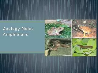 Zoology Notes Amphibians