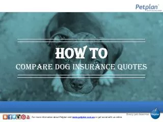 How to Compare Dog Insurance Quotes