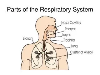 Parts of the Respiratory System