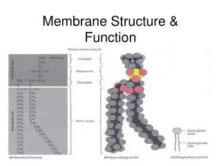 Membrane Structure &amp; Function