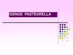 GENUS PASTEURELLA - slide 1