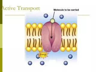 active transport