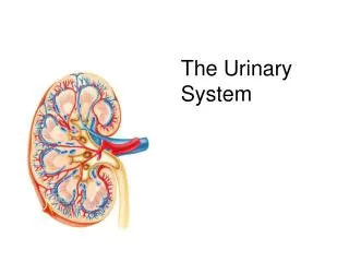 The Urinary System