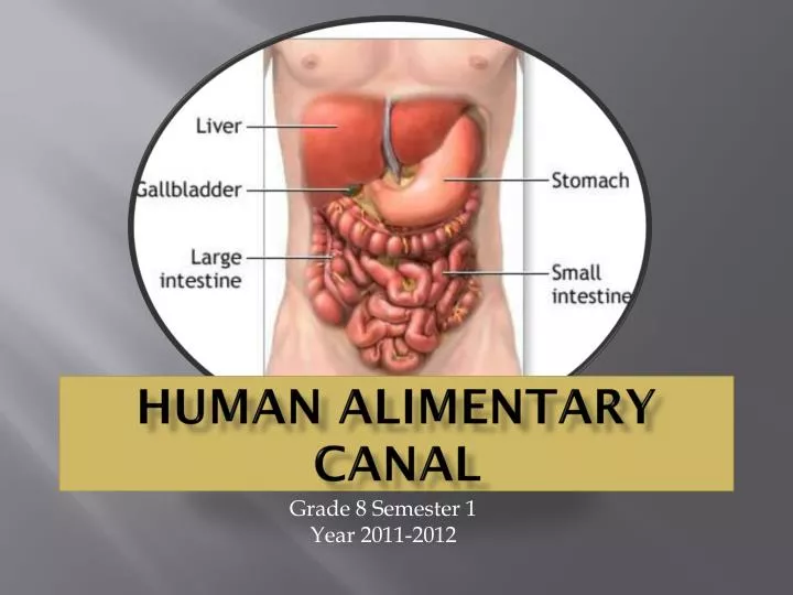 human alimentary canal