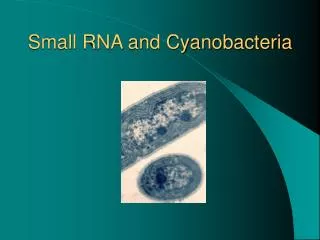 Small RNA and Cyanobacteria