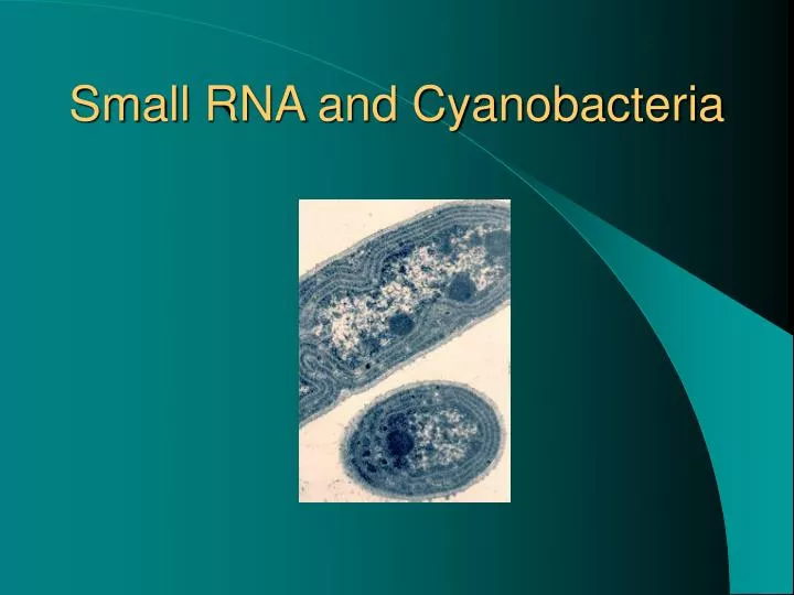 small rna and cyanobacteria