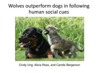 Wolves outperform dogs in following human social cues