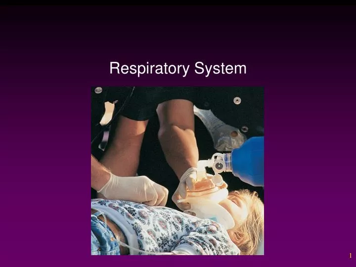 respiratory system