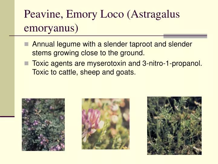 peavine emory loco astragalus emoryanus