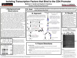 Isolating Transcription Factors that Bind to the CD4 Promoter Matthew C. Surdel and Sophia D. Sarafova Davidson College