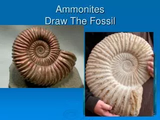 Ammonites Draw The Fossil