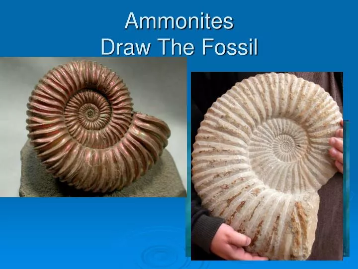 ammonites draw the fossil