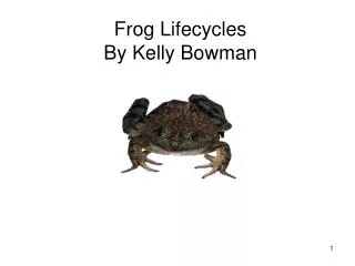 Frog Lifecycles By Kelly Bowman