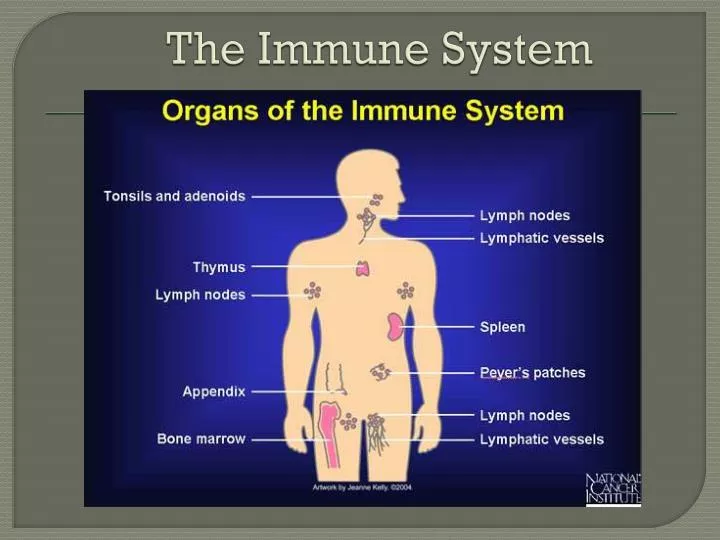 the immune system