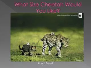 What Size Cheetah Would You Like?