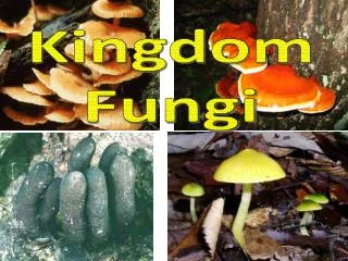 Kingdom Fungi