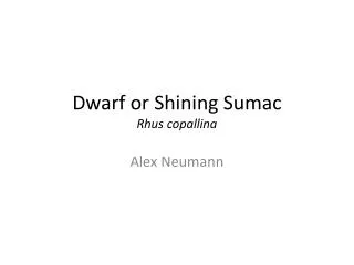 Dwarf or Shining Sumac Rhus copallina