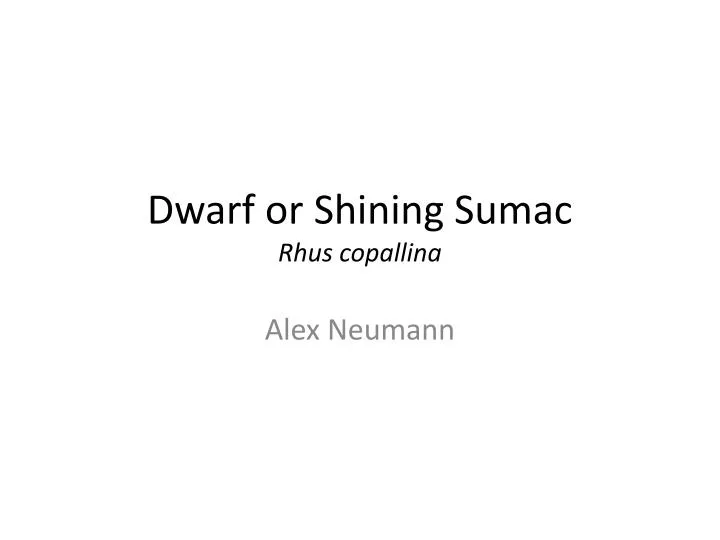 dwarf or shining sumac rhus copallina