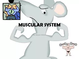 muscular system