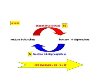 fructose 6-phosphate