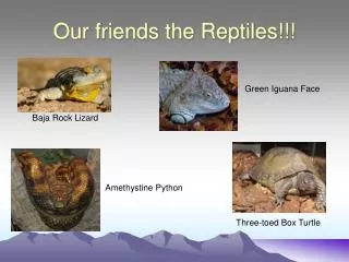Our friends the Reptiles!!!