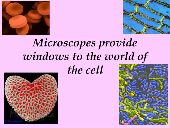 microscopes provide windows to the world of the cell